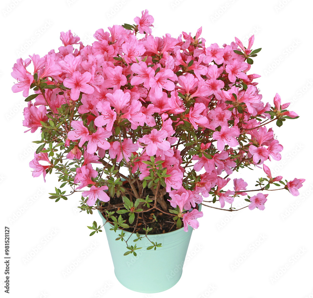 Azalée japonaise rose en pot Azalée japonaise rose en pot
