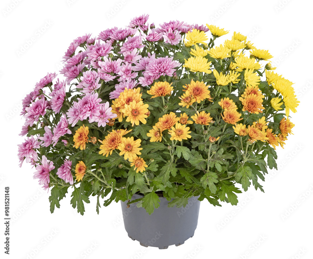 Fototapeta premium Pot de chrysanthème multicolore