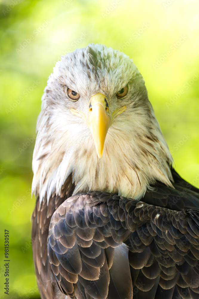 Obraz premium Bald Eagle Stare