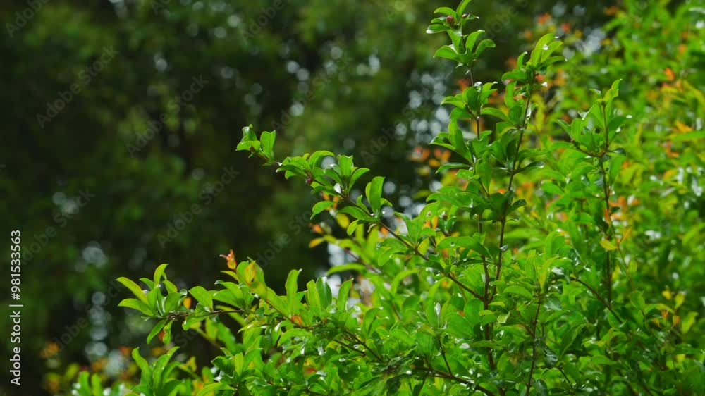 Spring beautiful light green leaves and red flowers real shot video Spring beautiful light green leaves and red flowers real shot video