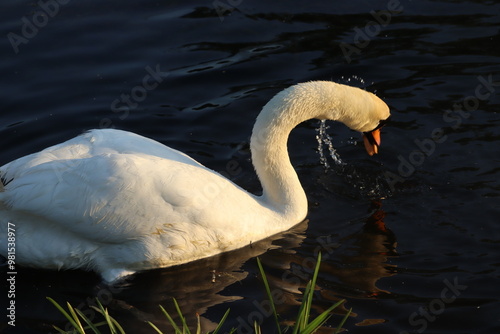 Photography Swan in Dublin