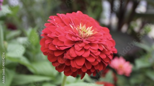 Red Zinnia