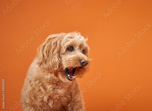 A Labradoodle with curly fur yawns widely, showing its teeth against an orange background.