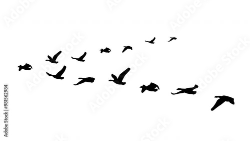 animated flying geese flock silhouette, bird design shadow skein v-shape migration flight, loop
