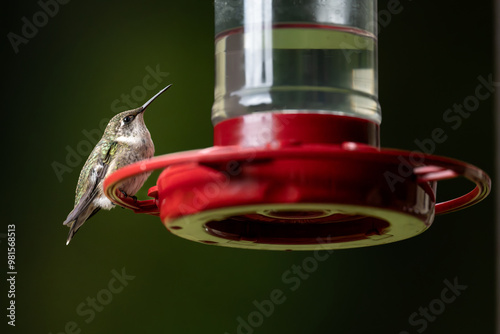 Hummingbird on Feeder, Puffed Up