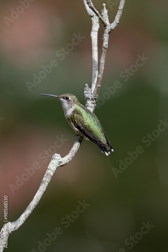 Close-up Hummingbird