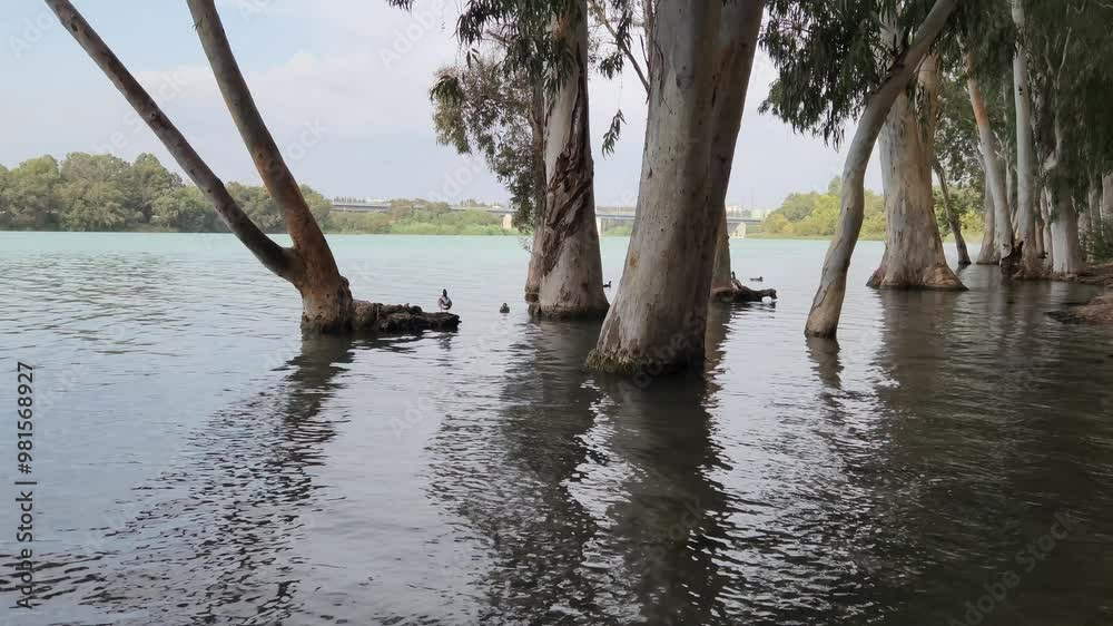 Eucalyptus trees and waterflowls by a riverbank in autumn Eucalyptus trees and waterflowls by a riverbank in autumn