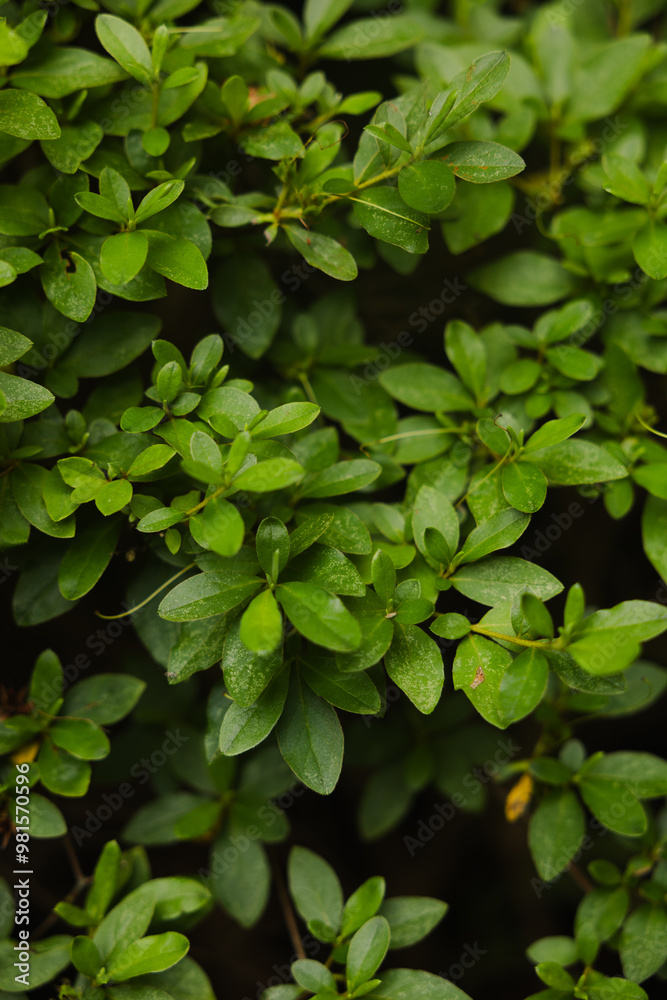 green leaves background green leaves background
