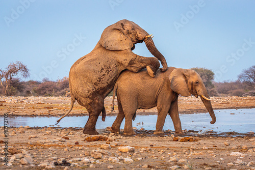 Photography African Elephant (Loxodonta africana) trying to mate, Etosha national park, Nami