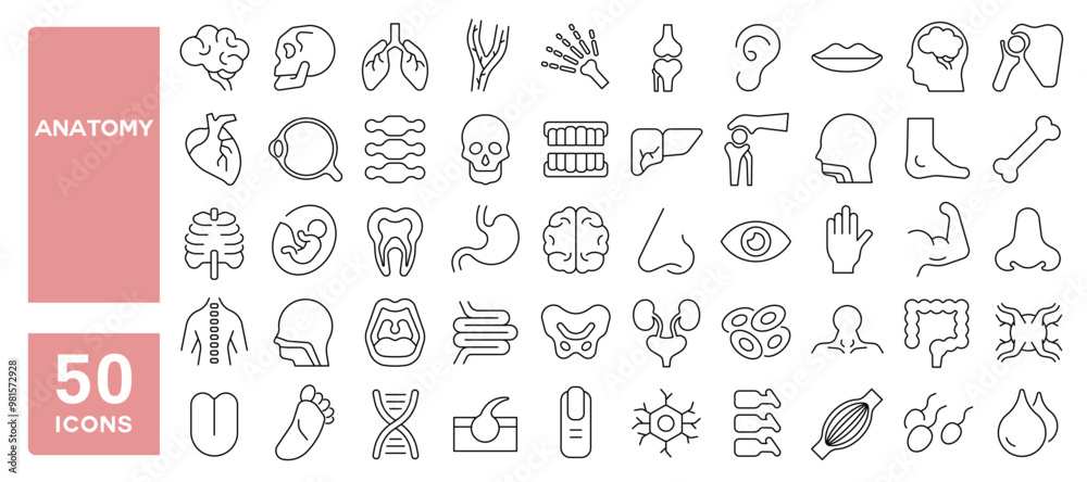 Set of 50 line icons related to anatomy, human, body, parts, organs, skeleton, skull, heart, brain, lungs, kidneys, stomach, liver, ear, nose, mouth, eye, bones, Editable stroke. Vector illustration Set of 50 line icons related to anatomy, human, body, parts, organs, skeleton, skull, heart, brain, lungs, kidneys, stomach, liver, ear, nose, mouth, eye, bones, Editable stroke. Vector illustration
