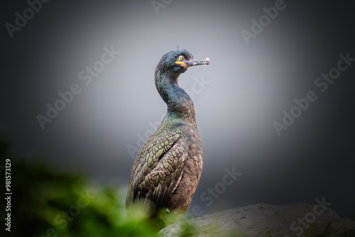 European Shag (Phalacrocorax aristotelis) perched on a cliff against stylized background, bird colony of Hornöya at Vardö, Finnmark, Norway
 photo