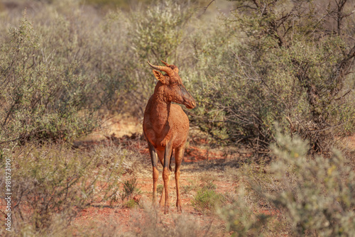 Common tsessebe (Damaliscus lunatus) covered with dry red mud after taking a mud bath, mokala national park, South Africa photo