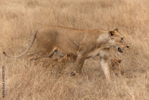 Löwenmutter mit 2 Babies