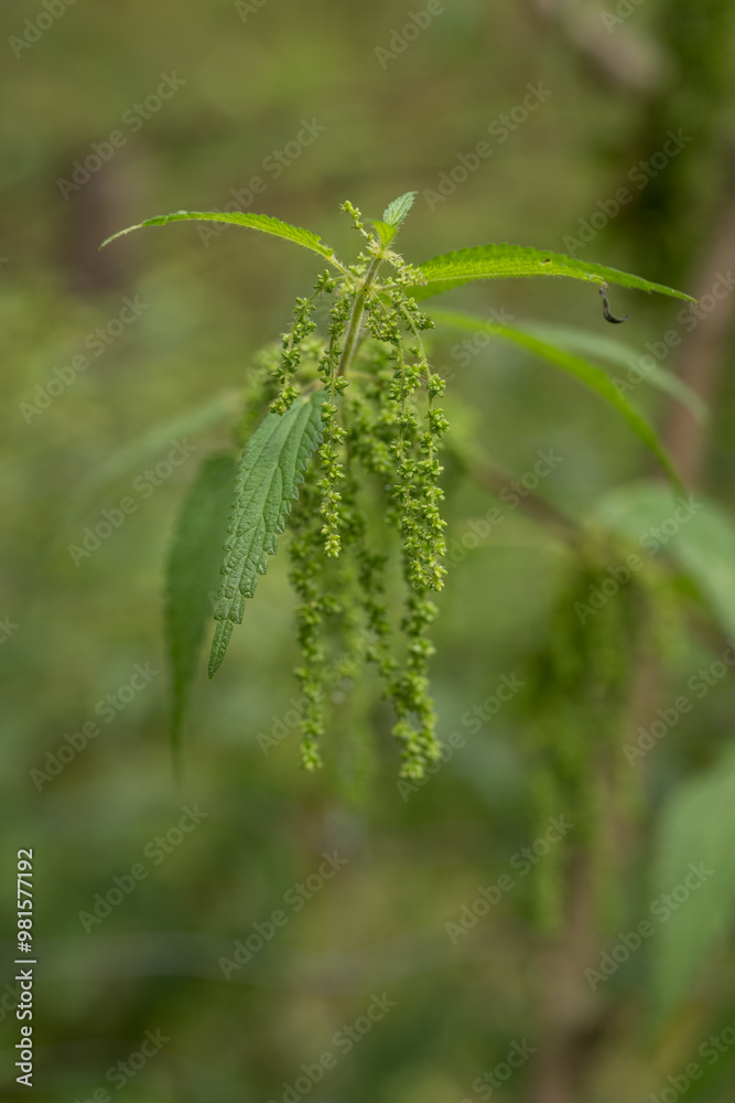 Naklejka premium Green nettle flower and leaves. 