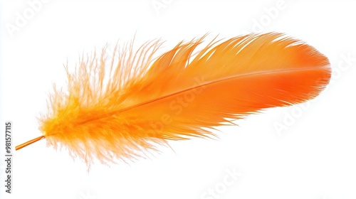 one single orange birds feather isolated on white background