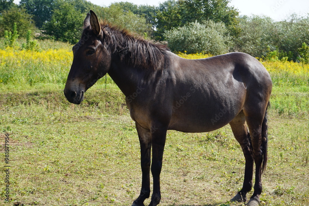 Maulesel oder Maultier mit dunkel braunem Fell und schöner Mähne grast auf einer grünen Weide auf einem Bauernhof an einem sonnigen Sommer Tag Maulesel oder Maultier mit dunkel braunem Fell und schöner Mähne grast auf einer grünen Weide auf einem Bauernhof an einem sonnigen Sommer Tag