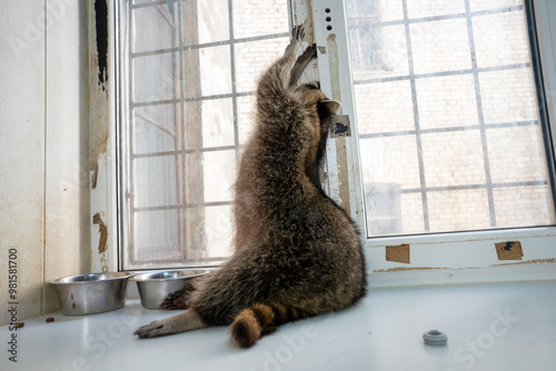 Raccoon portrait close-up