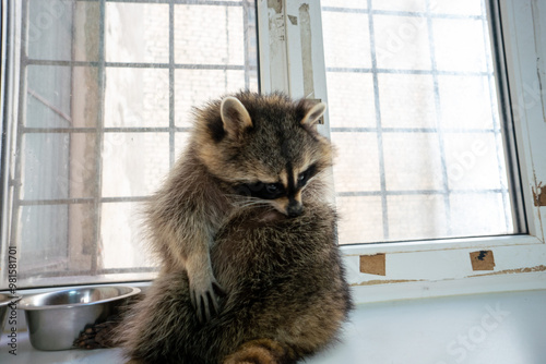 Raccoon portrait close-up