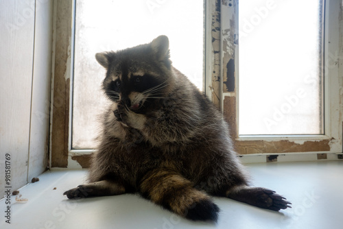 Raccoon portrait close-up
