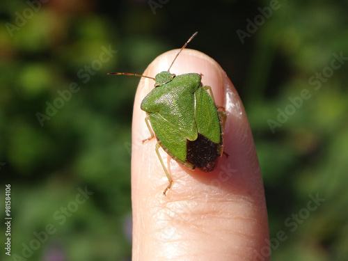 The green shield bug (Palomena prasina) sitting on human finger photo