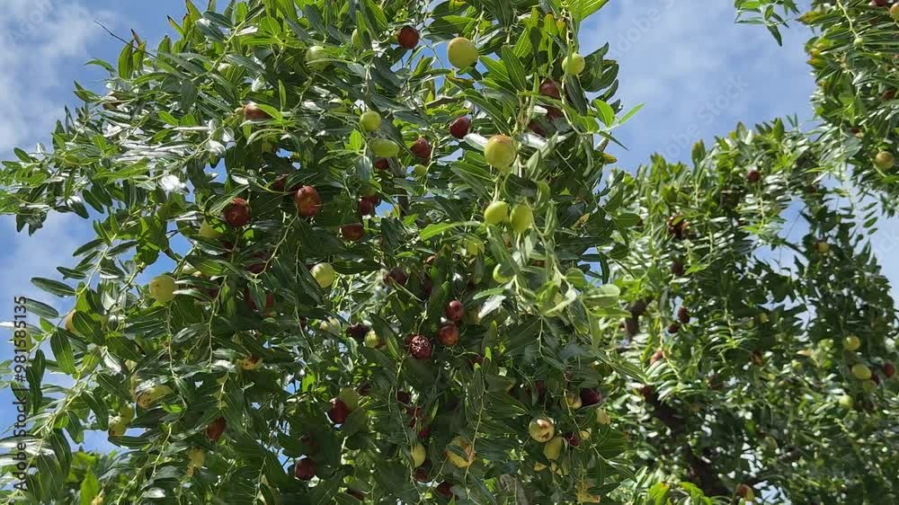 Tree with fruits red dates ziziphus jujuba, jujube, chinese date Tree with fruits red dates ziziphus jujuba, jujube, chinese date