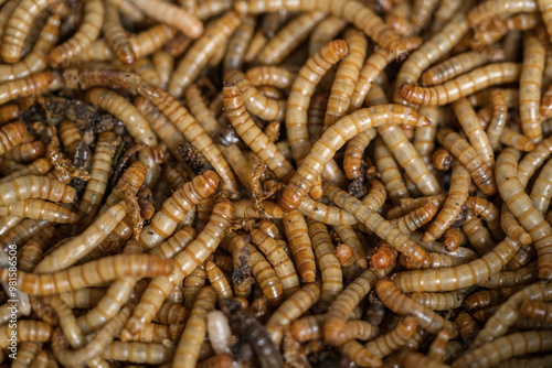 Mealworms in bowls in detail. 