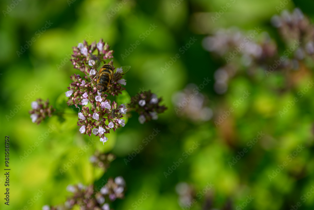 A primrose fly on a motherwort flower.
A primrose fly on a motherwort flower.