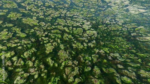 Green algae plucked during a storm drifting on surface of water and form floating islands on daylight, underwater view, slow motion photo