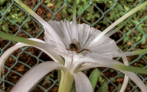 Bee in a white caribbean lily flower in Mexico. photo