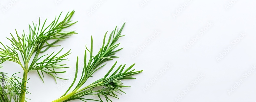 Fresh dill sprigs laid out on a white surface showcasing their vibrant green color and fine, feathery leaves