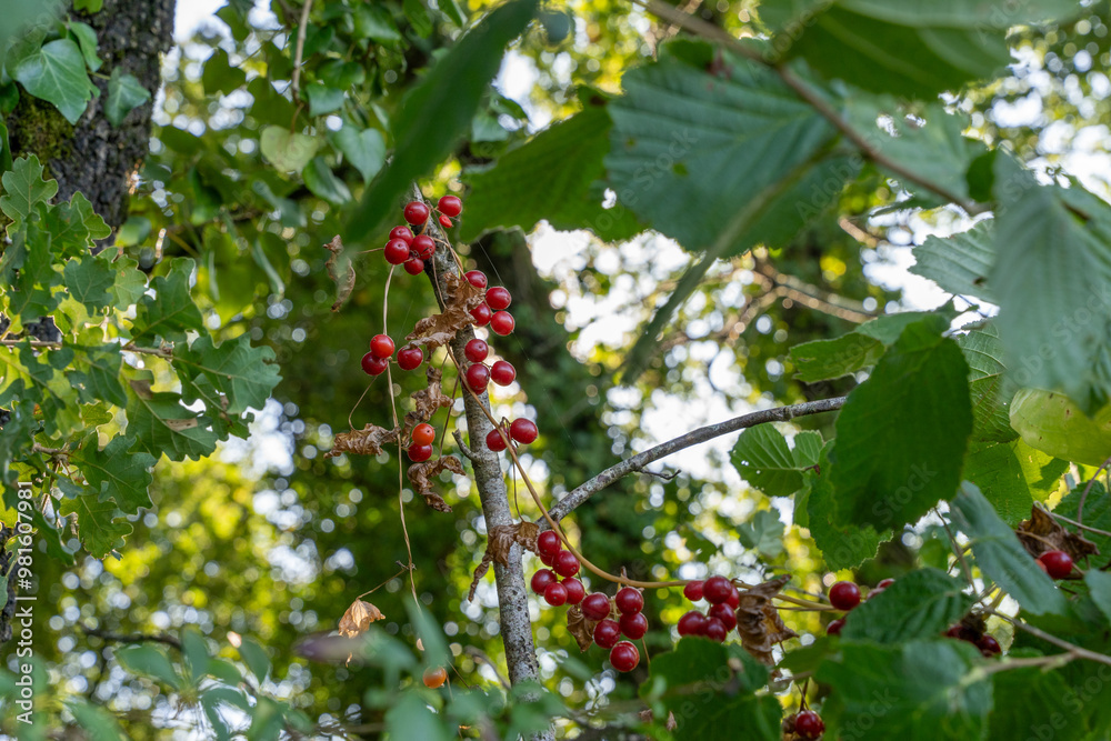 American Bittersweet Vine with Bright Red Berries in a Woodland Setting American Bittersweet Vine with Bright Red Berries in a Woodland Setting