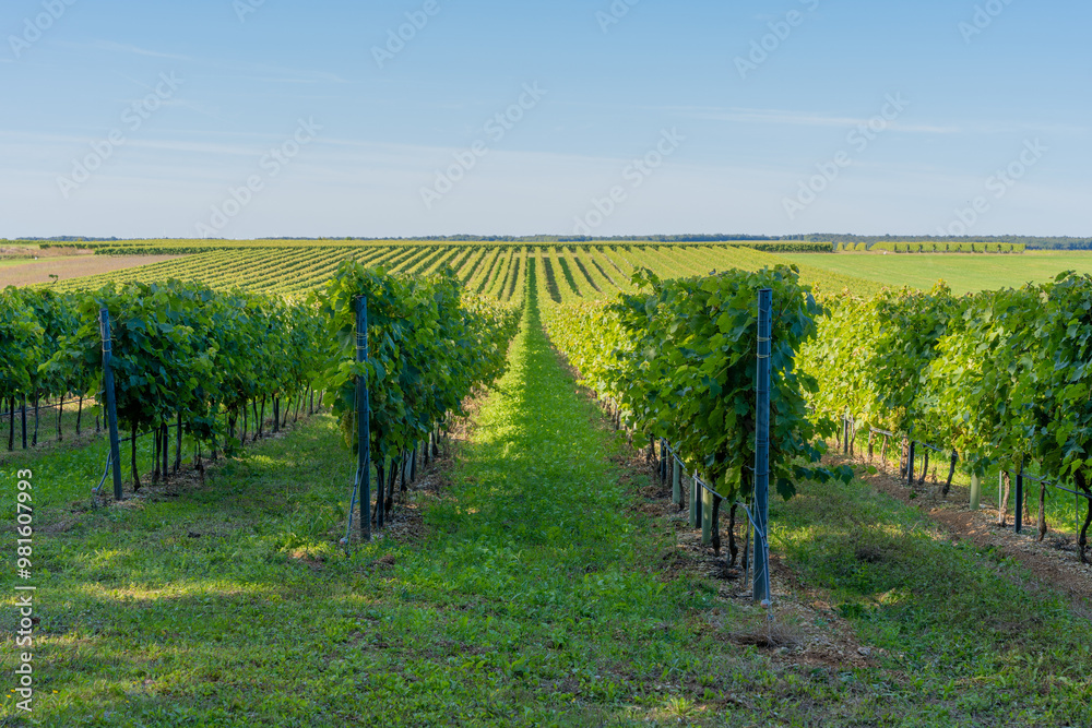 Fototapeta premium Lush Vineyard Fields Under Clear Blue Skies