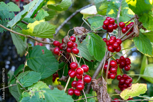 Tatarian Honeysuckle Bush with Bright Red Berries and Green Leaves photo