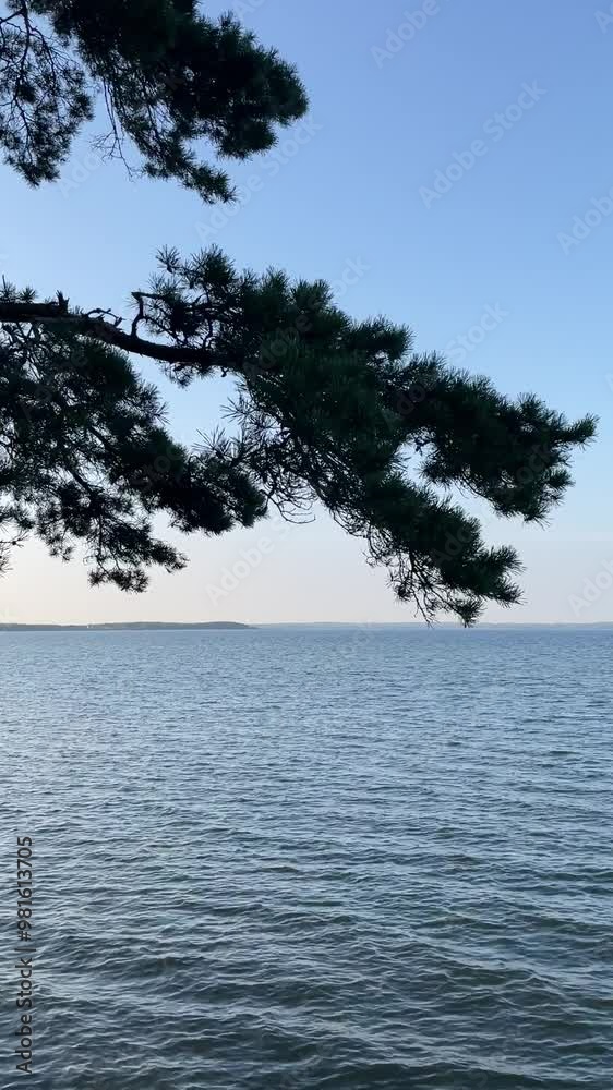 Vertical Aesthetic Static Shot of Pine tree branch sways gently in the wind, overlooking a serene empty lake and blue sky. Backgrounds, abstract, b-roll, ads, nature, holidays, sunset. Vertical Aesthetic Static Shot of Pine tree branch sways gently in the wind, overlooking a serene empty lake and blue sky. Backgrounds, abstract, b-roll, ads, nature, holidays, sunset.