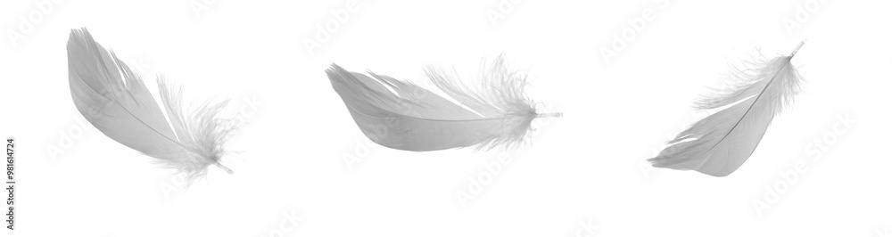 Obraz premium white goose feathers on a white background