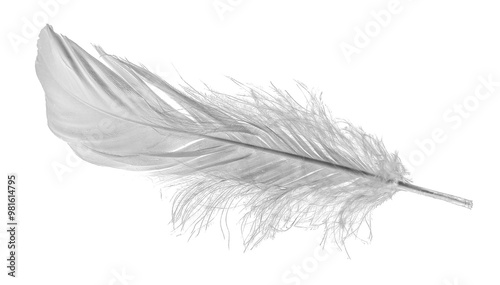 white goose feathers on a white background