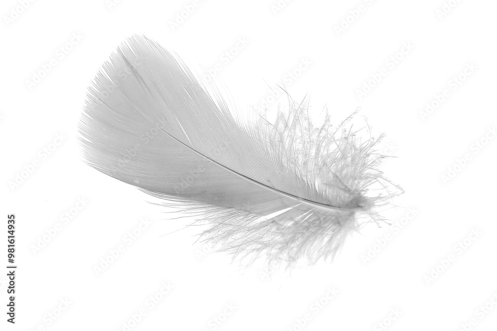 Fototapeta premium white goose feathers on a white background