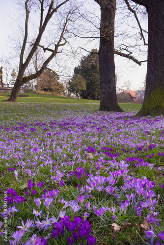 crocuses