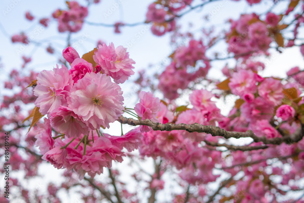 sakura sakura