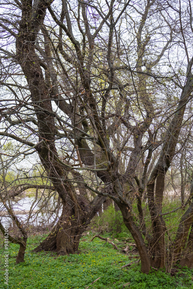 forest forest