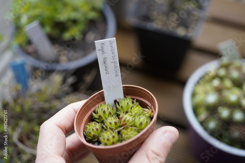 potted ball houseleek (Sempervivum globiferum). photo