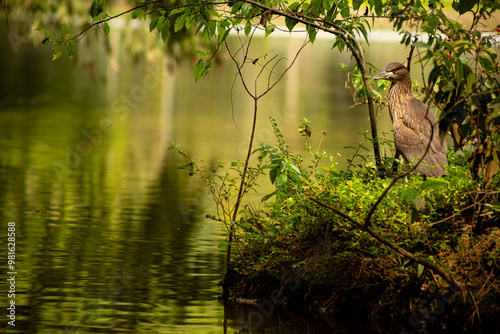 Lago, plantas, árvores e aves nativas da Mata Atlântica brasileira. 