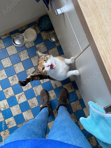 Cat meowing at person for food