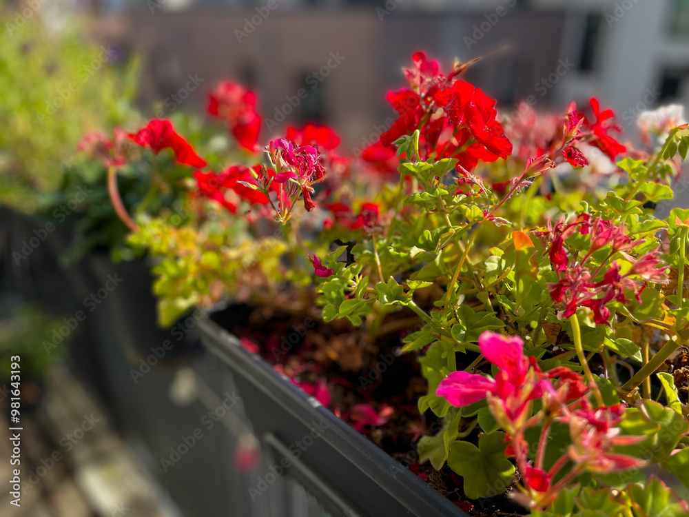 Blooming pink red Geranium pelargonium flowers in decorative flower pot hanging on a balcony fence in autumn time Blooming pink red Geranium pelargonium flowers in decorative flower pot hanging on a balcony fence in autumn time