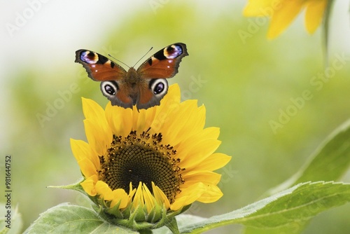 A peacock butterfly (Inachis io, Nymphalis io) approaching a sunflower in front of a blurred green background, Hesse, Germany, Europe