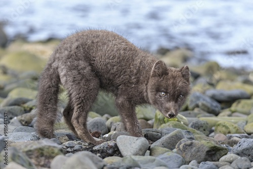 Dark arctic fox (Vulpes lagopus) standing on stones by the sea, curious, East Fjords, Iceland, Europe photo
