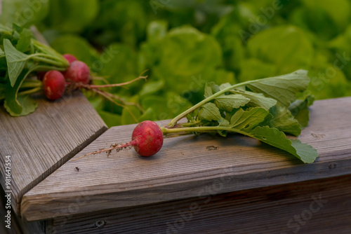 freshly digged redish on wooden background photo