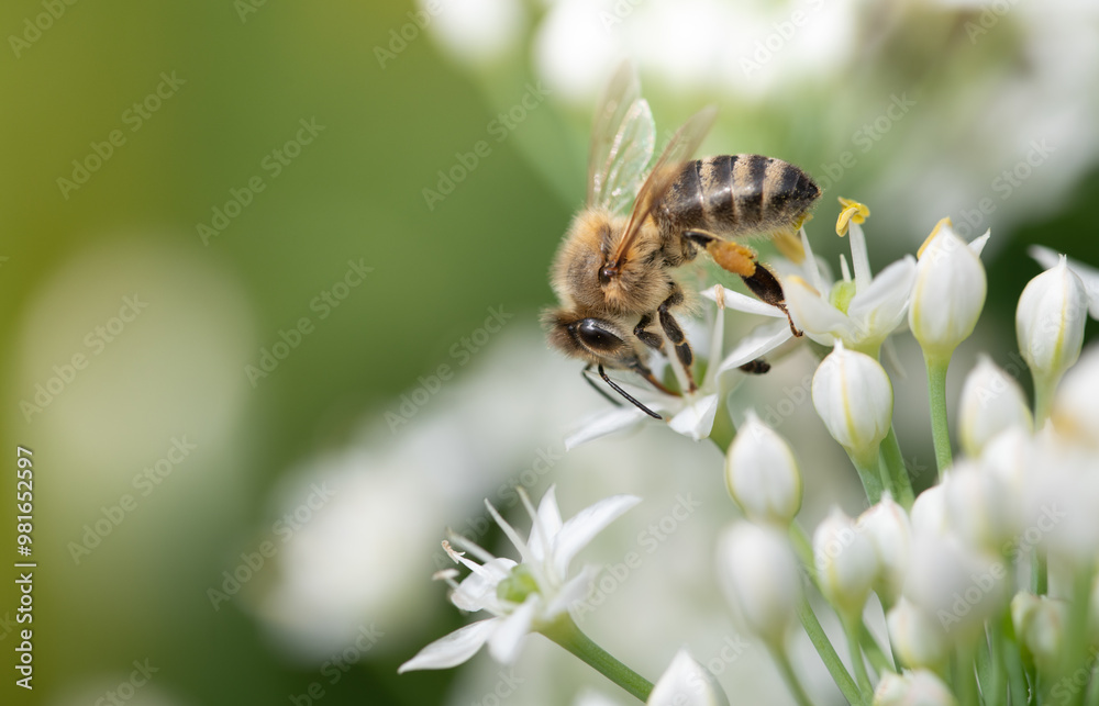 Close-up of a western honeybee sitting on small white wildflowers. It is summer, the sun is shining. Close-up of a western honeybee sitting on small white wildflowers. It is summer, the sun is shining.