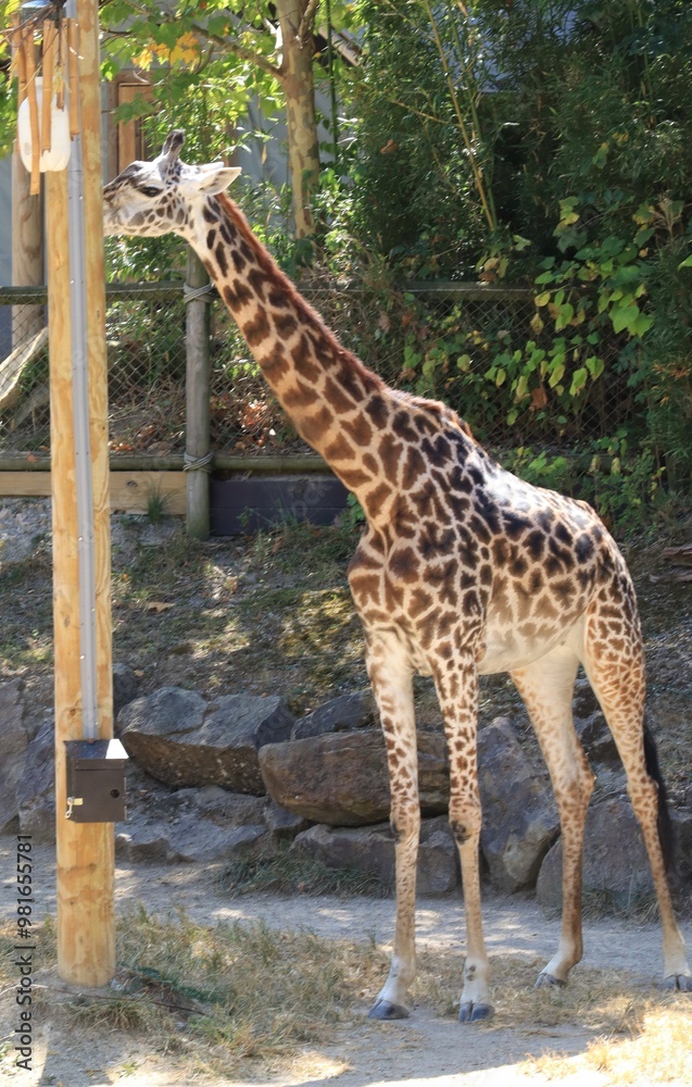 Obraz premium Giraffe
