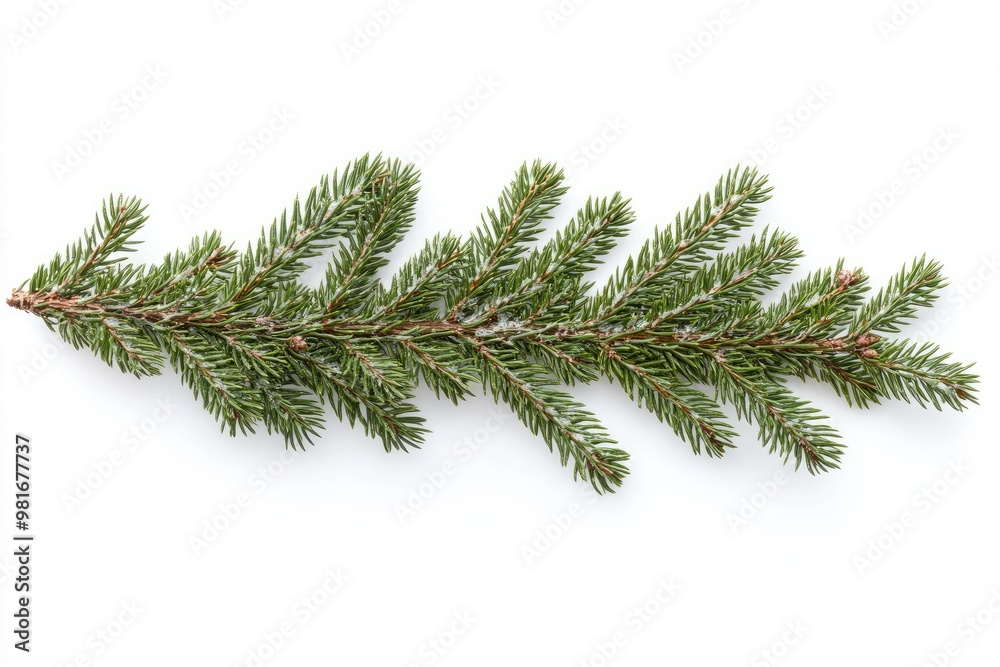 A pine branch isolated on white. Perfect for holiday or winter themed designs. A pine branch isolated on white. Perfect for holiday or winter themed designs.